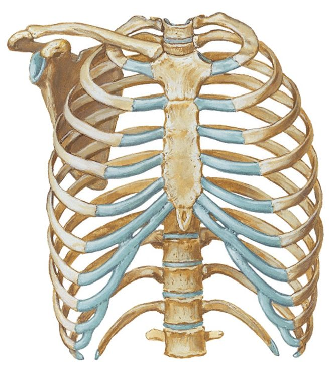 <img src="http://127.0.0.1:54269/paste-dbc0901eef1f78698747aeb8a6dc9759251a49fa.jpg" data-width="100%" data-align="center"><img src="http://127.0.0.1:54269/paste-dbc0901eef1f78698747aeb8a6dc9759251a49fa.jpg" data-width="100%" data-align="center"><p><span><span> (in blue)</span></span></p><p><span><span>12 pairs of ribs</span></span></p>