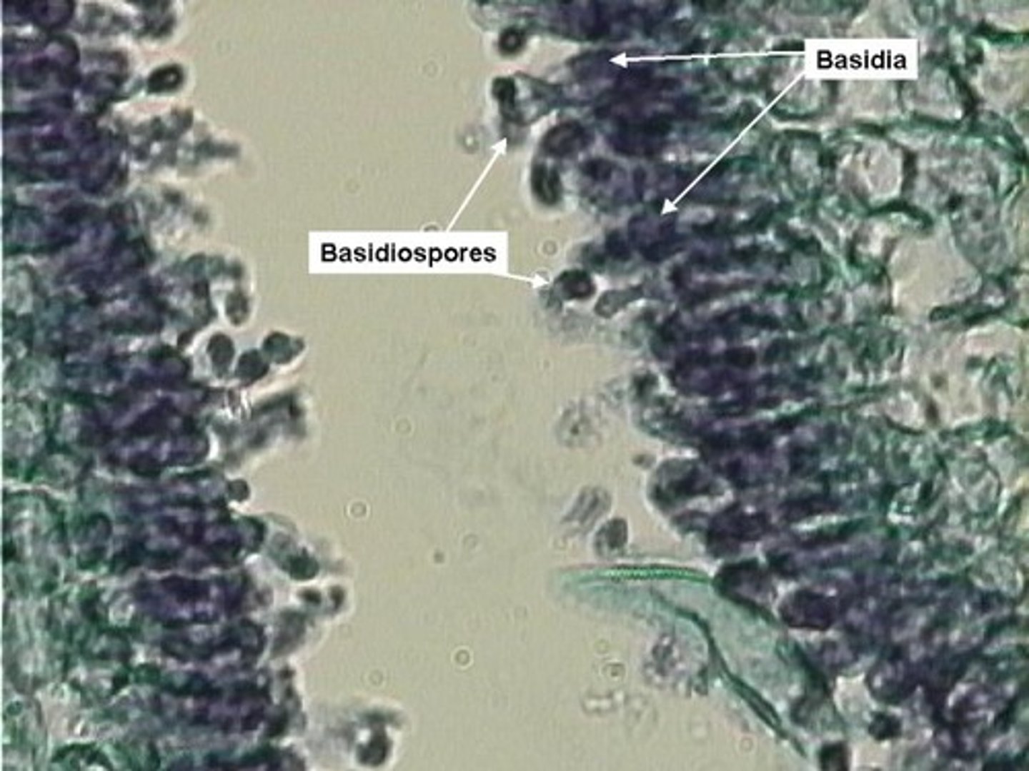 <p>a genus of Basidiomycota that includes shaggy looking white mushrooms</p>