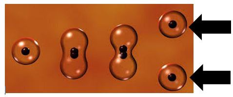 The cells that are produced by cell division.