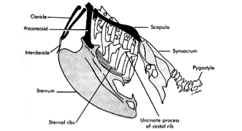<p>Fused terminal caudal vertebrae supporting tail feathers and muscles.</p>