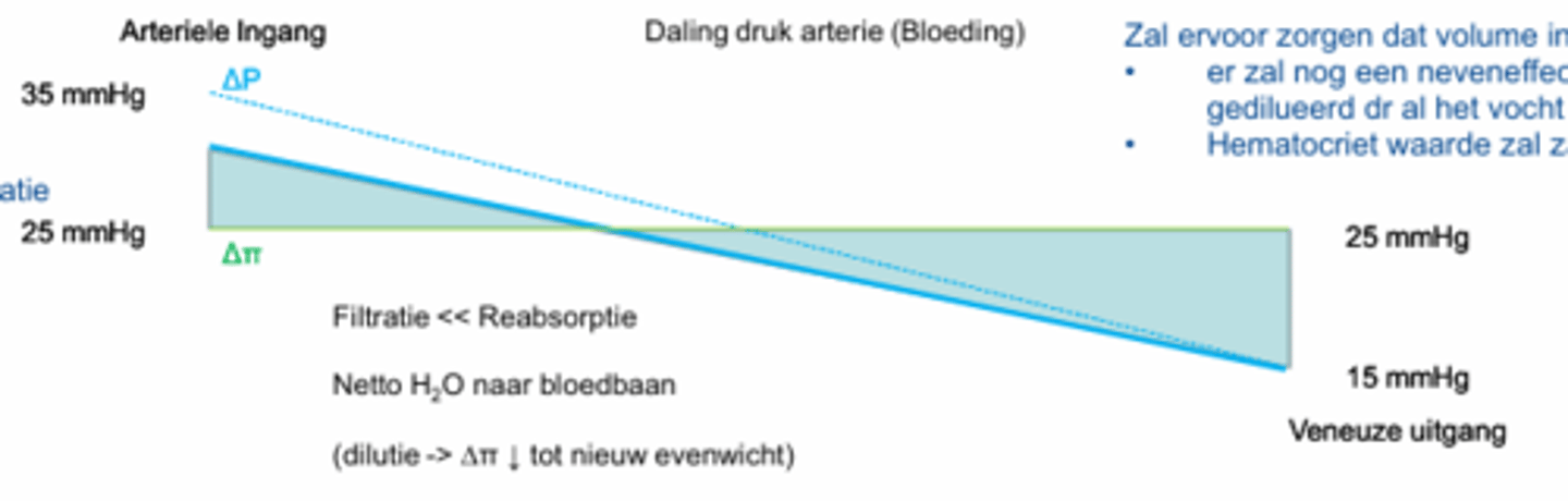 <p>- Daling van druk in arterie</p><p>- Bloed wordt verdund, Hematocriet zal dalen en concentratie albumines/globulines zal dalen</p><p>- Osmotische druk zal dalen totdat er terug een evenwicht wordt bereikt</p>