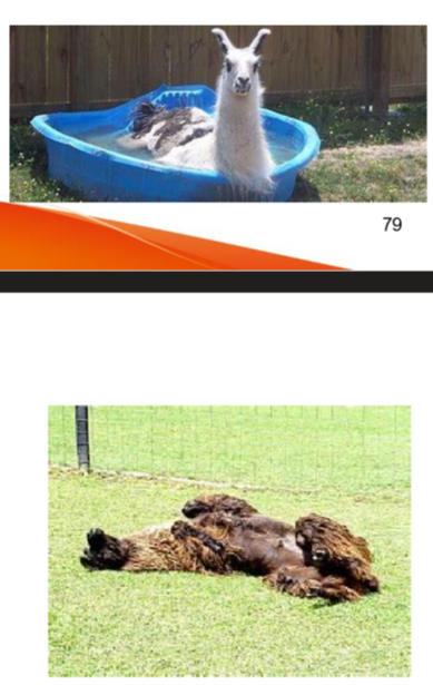 <ul><li><p>cool the animal down: hose down + fan </p></li><li><p>rehydrate if dehydrated (offer cool water, not ice water, to prevent shock) </p></li><li><p>orogastric intubation with cold water with electrolytes </p></li><li><p>severe cases or recumbent animals: IV cool fluids with electrolytes </p></li><li><p>NSAIDs </p></li><li><p>B vitamins to improve appetite, B1 prevents cerebro-cortico necrosis </p></li><li><p>antibiotics for recument animals with comproised immune systems </p></li><li><p>grave prognosis if temperature rises to 108 F </p></li></ul><p>during recovery </p><ul><li><p>small amounts of feed multiple times dialy </p></li><li><p>add selenium and vitamin E and vit C to the diet to help protect the heart and vasculature </p></li><li><p>add vitamine A and D to help absorb minerals </p></li></ul><p>prevention: </p><ul><li><p>provide shade, pond </p></li><li><p>avoid fescue with endophyte acremonium species </p></li><li><p>do not feed too much protein </p></li><li><p>appropriate and timely shearing </p></li><li><p>avoid breeding during the heat of the day </p></li><li><p>avoid moving animals from cold climates to hotter climates </p></li></ul><p></p>