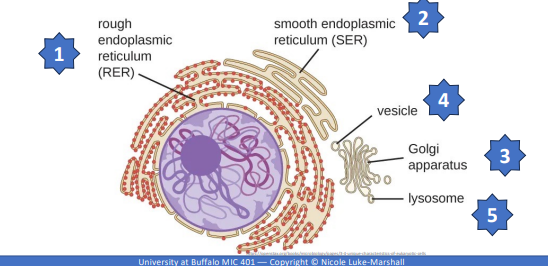 <p>Endomembrane System - EMS</p>