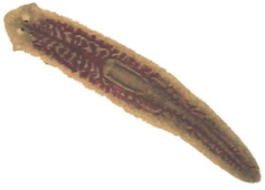 <p>What is the body structure of flatworms (Phylum Platyhelminthes)? </p>