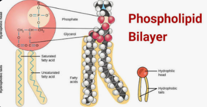 <p>These are lipids that are the expectation to the normal function as they are <strong>amphipathic</strong>— which means they have a polar, hydrophilic phosphate head, that loves water and a no polar hydrophobic fatty acid tails that avoid water. This dual property makes them unique.</p><p>Like other lipids, they have more carbon and hydrogen than oxygen, but the phosphate group adds extra oxygen and makes the head polar.</p><p>The main functional groups would be a hydroxyl group (-OH) in where each carbon is bonded to one of these groups in the glycerol, and sometimes in the head of the __________. A phosphate group (-PO4³).</p><p>The Carboxl group (-COOH) is found at the end of fatty acids and there is a hydrocarbon chains that are the no polar backbone of the fatty acids.</p><p>The structure of this is where there is a Glycerol backbone that is made up of a three-carbon molecule that serves as the foundation.Then there is two fatty acid tails one unsaturated and the other saturated, and they are no polar and hydrophobic. Then the Phosphate group is attached to the third carbon of the glycerol. This group is negatively charged making it polar and hydrophilic <strong>(the phosphate group can be modified by attaching another small, polar molecule, such are choline or serine, which changes the function of the ________)</strong></p><p>Their main function is forming cell membranes and in plasma—they arrange into a lipid bilayers where the hydrophobic tails face inward and the hydrophilic heads face outward, creating a selective barrier that control what enters and leaves the cell.</p>