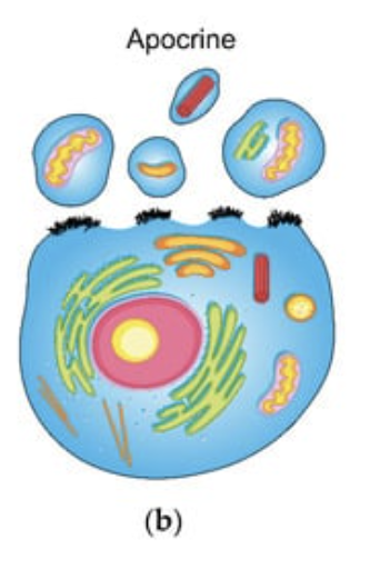<p>Type of exocrine gland that secretes substances by budding off a portion of the cell membrane and cytoplasm into the duct</p>