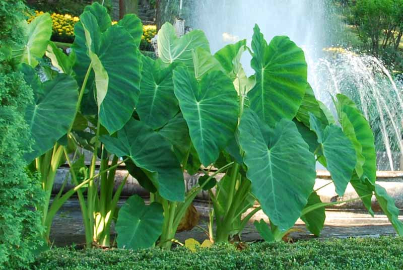 <p>A dramatic plant with heart-shaped leaves, often patterned or dark-colored, held on long stalks.</p><p>-leaf petiole is a dark purple</p><ul><li><p>leaf is at more right angles versus petiole verus continuous upward</p></li><li><p>In hort garden</p></li></ul><p></p>
