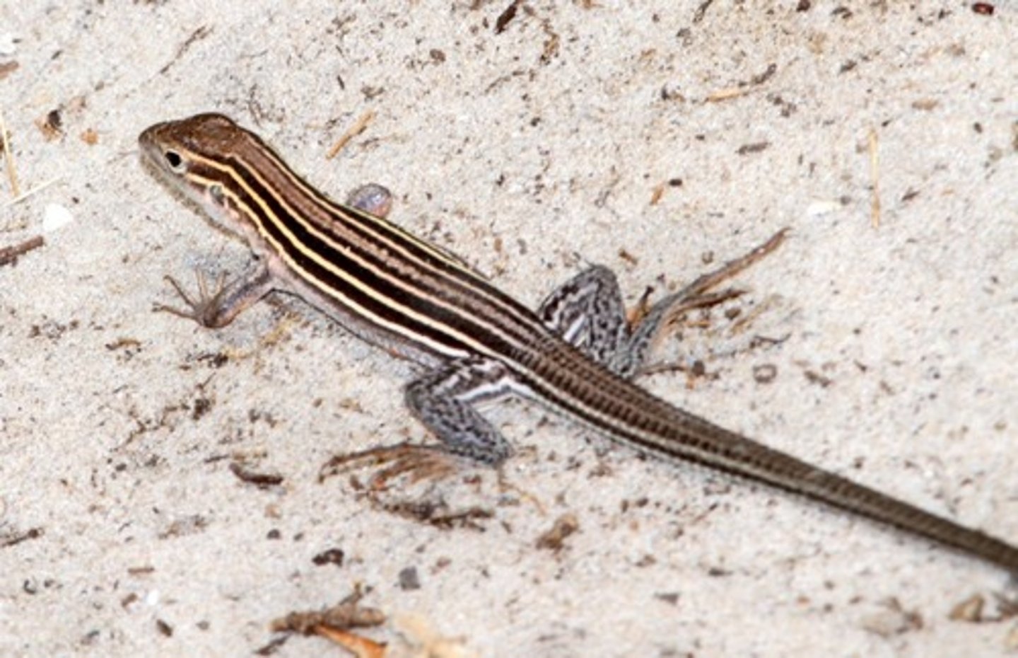 <p>- slender body</p><p>- six stripes</p><p>- very long tail</p><p>- rough scales</p>