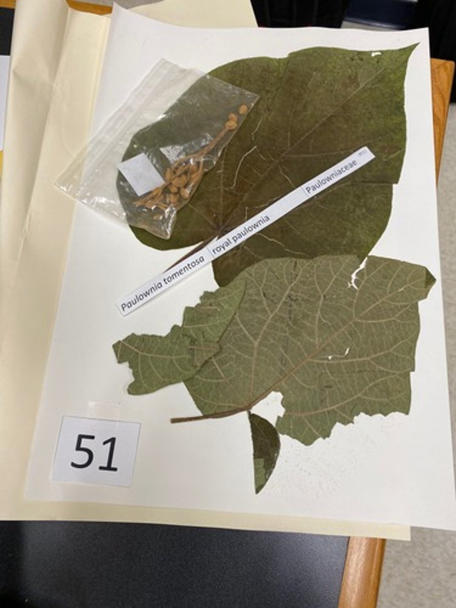 <p>Paulownia tomentosa (Paulowniaceae)</p>