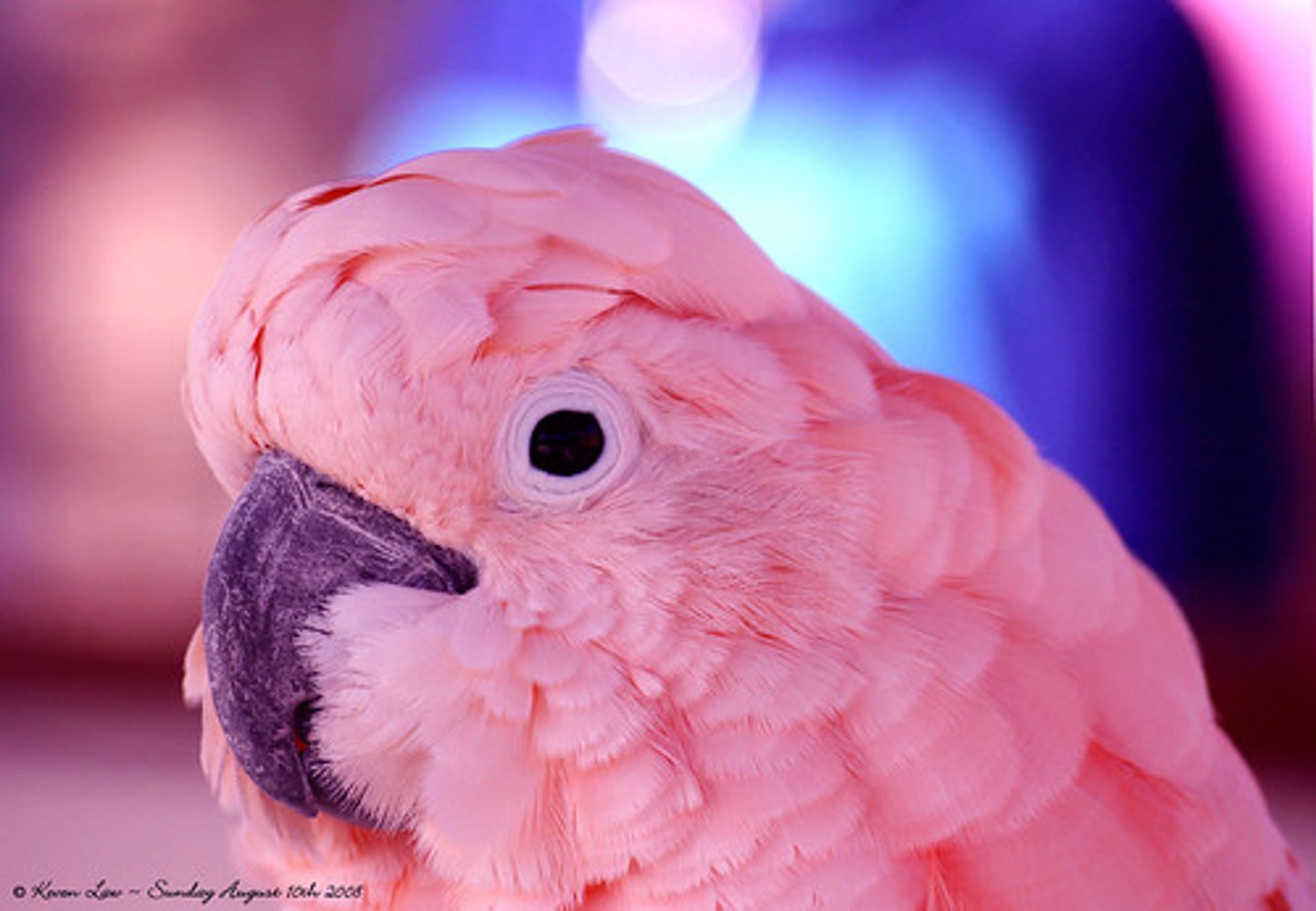 <p>pink</p>