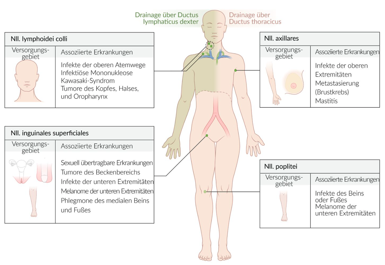 <p>C. Superficial inguinal lymph nodes (Nll. inguinales superficiales)</p>