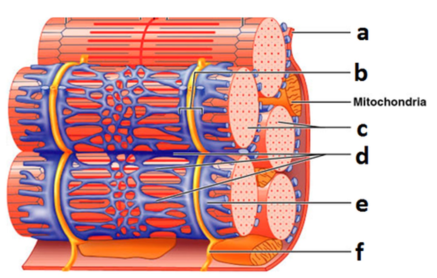 <p>Sarcoplasmic Reticulum</p><p>(Organelle of the muscle fiber that stores calcium.)</p>