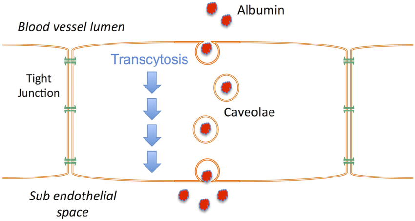 <p>The vesicular transport of macromolecules from one side of a cell to the other.</p>