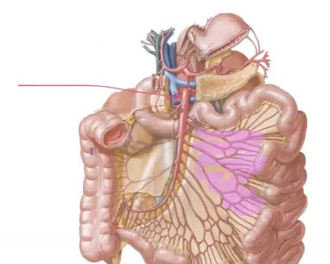 <p>what artery is indicated by the arrow in the photo? (artery in answer)</p>