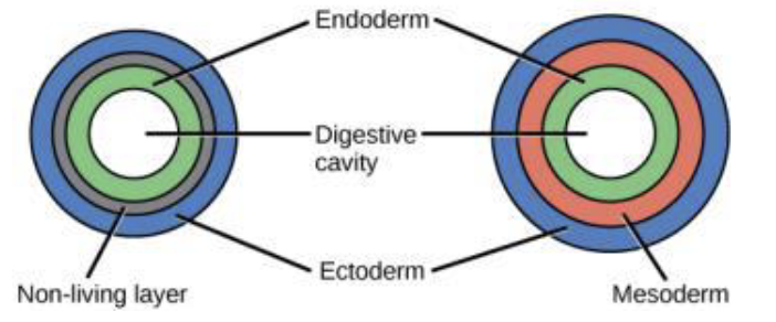 <p>left is</p>