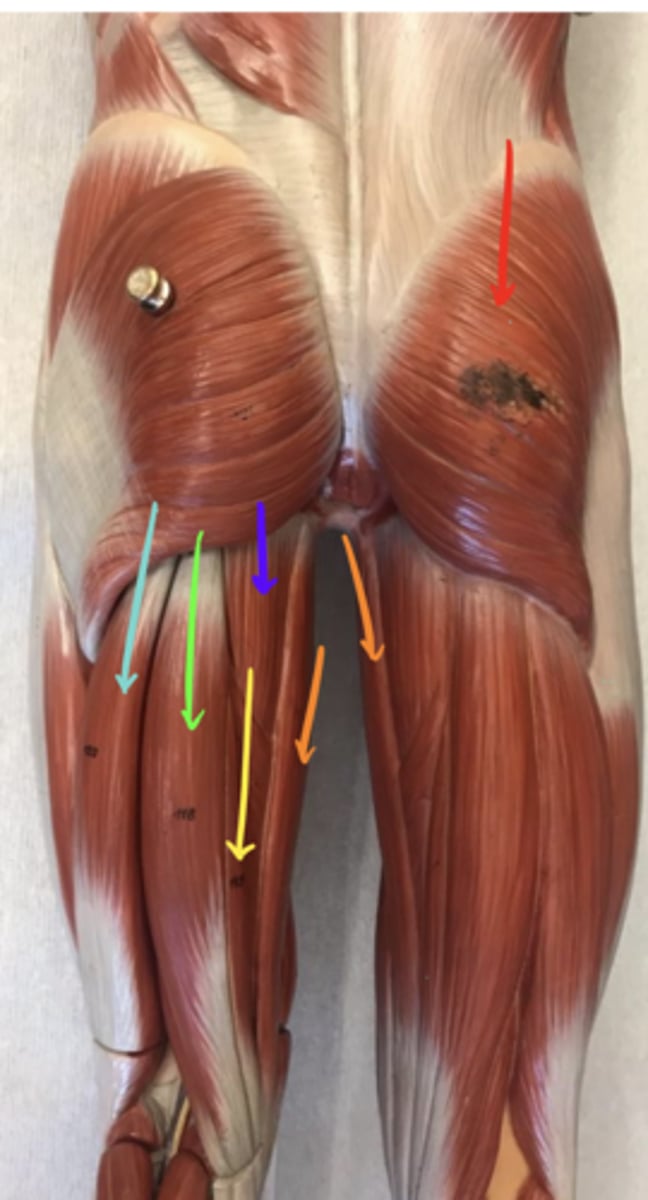 <p>ID the structure of the orange arrow and its innervation.</p>