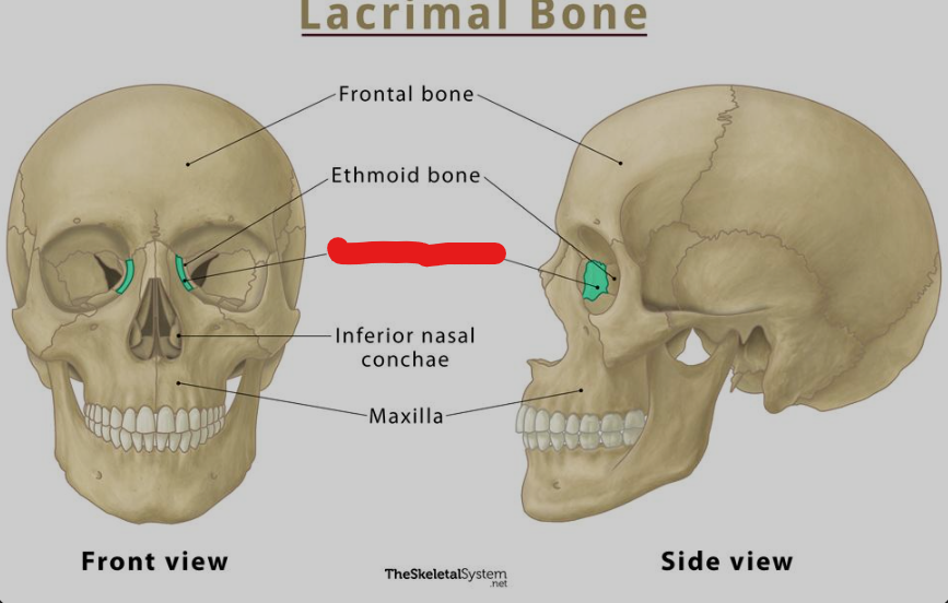 <p>What Facial Landmark is this?</p>