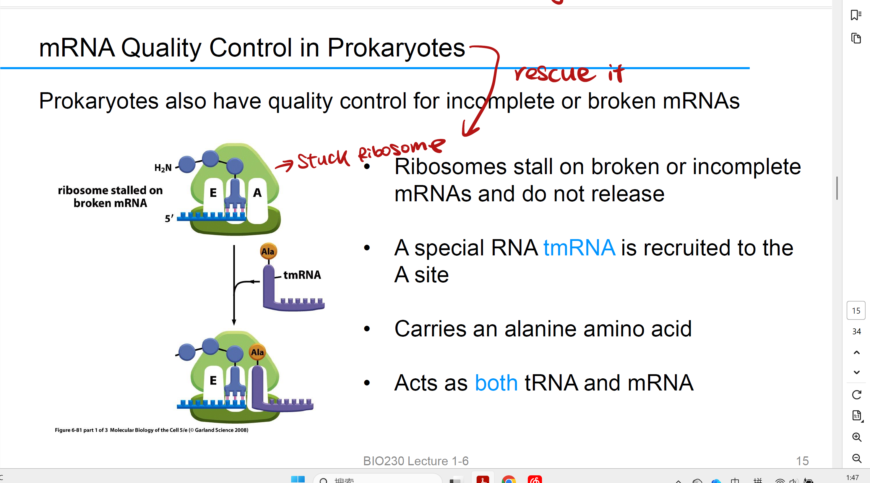 <p>mRNA Quality Control in <strong>Prokaryotes</strong></p><ol><li><p>当核糖体卡在断裂或异常的 mRNA 上，<strong>tmRNA 被招募到核糖体的 A 位点</strong>。</p></li><li><p>tmRNA 自身携带一个 <strong>丙氨酸（alanine, Ala）</strong>，所以它能像 tRNA 一样提供一个氨基酸。</p></li><li><p>然后核糖体转移到 tmRNA 自带的“假 mRNA 区段”上继续翻译，<br>在多肽链尾部加上一个特定的“标签序列”。</p></li><li><p>从而被识别并标记为“要降解的蛋白”，同时核糖体被释放出来重新利用。</p></li></ol><p>如假包换，狸猫换太子</p><p></p>
