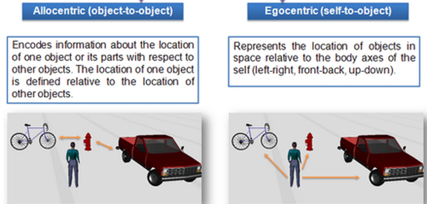 <p>Making navigation choices based on the relative position of features of the environment rather than learning about actions/objects relative to their perspective.</p>