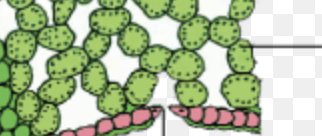 <p>irregular cell surfaces</p>