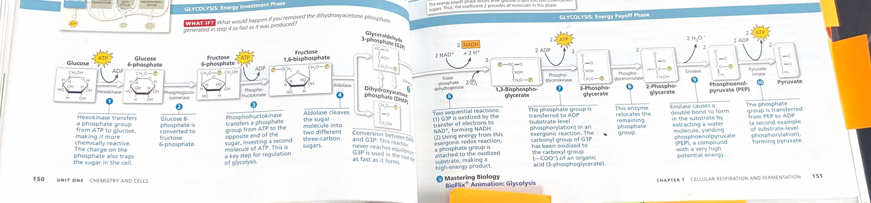 <p>Study this image</p>