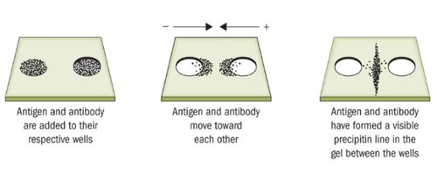 <p>Based on antibody-antigen reaction between human blood and human antiserum</p>