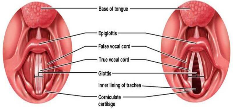 <p><mark data-color="yellow" style="background-color: yellow; color: inherit">Rima glottis (opening b/w vocal folds) + vocal folds</mark></p>