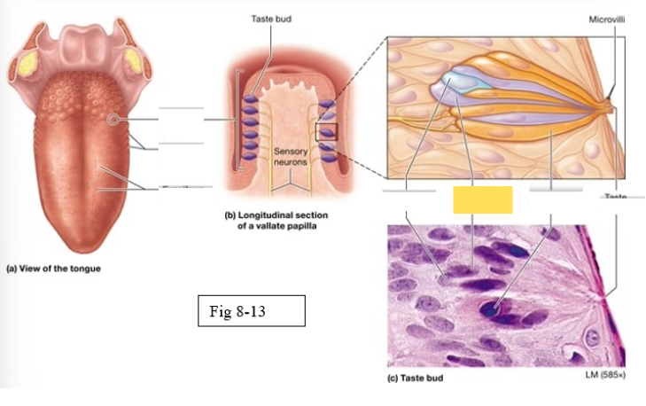 <p><span style="background-color: transparent; font-family: &quot;Times New Roman&quot;, serif;"><span>support and nourish gustatory cells</span></span></p>