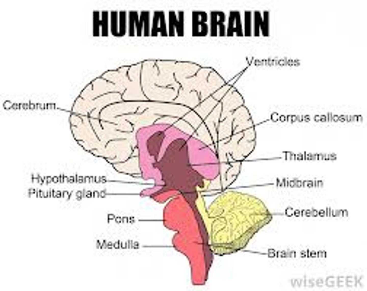 <p>It acts as a modulator for neural activity.</p><p>It regulates balance, posture and fine motor movements</p><p>Damage to the cerebellum results in ataxia. Loss of voluntary control.</p><p>Think: COORDINATION</p>