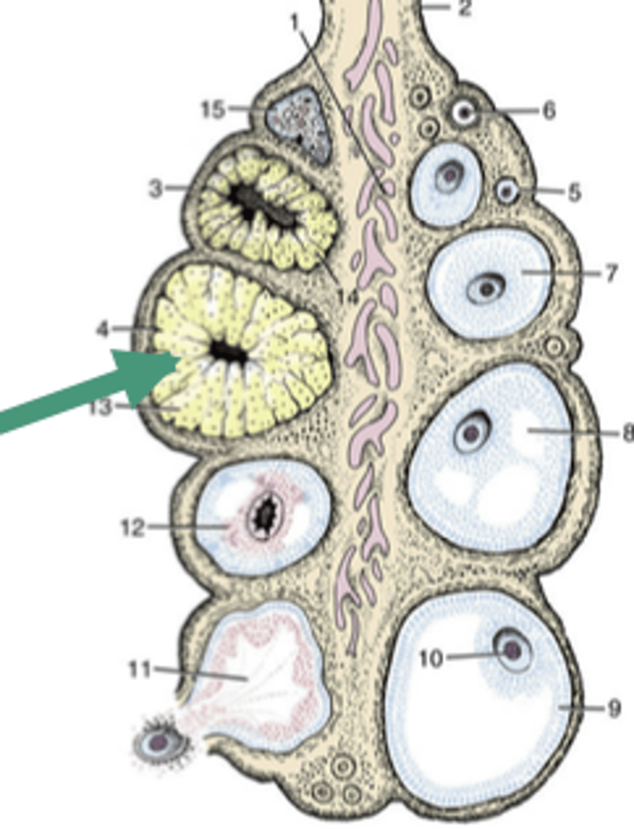 <p>-tissue that forms in place of where follicle ruptured</p><p>-CL = yellow body</p><p>- secretes the hormones that require to maintain early pregnancy or maintain entire pregnancy and some</p>
