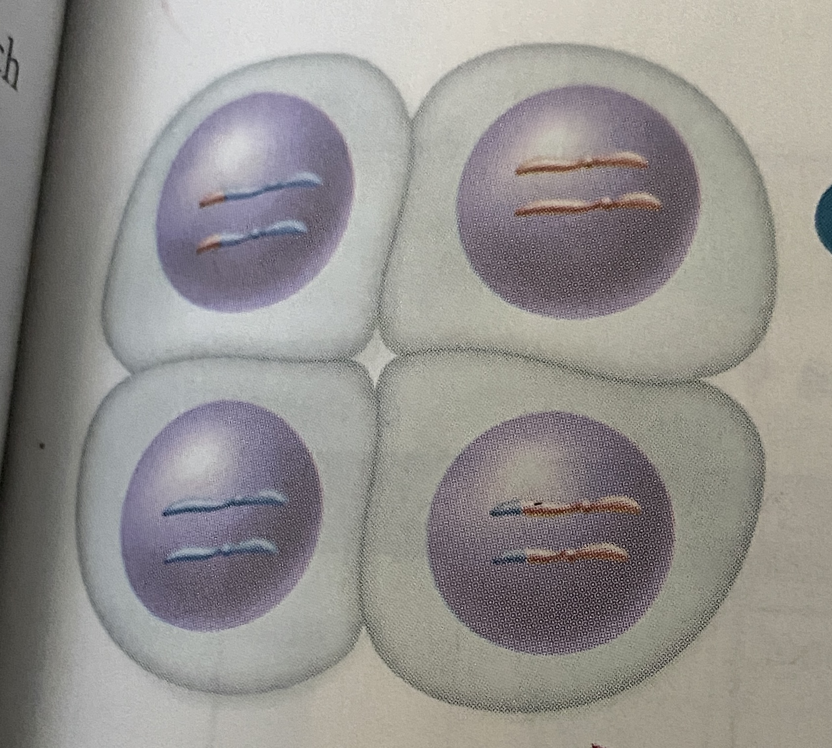 <p>What stage of Meiosis is this?</p>