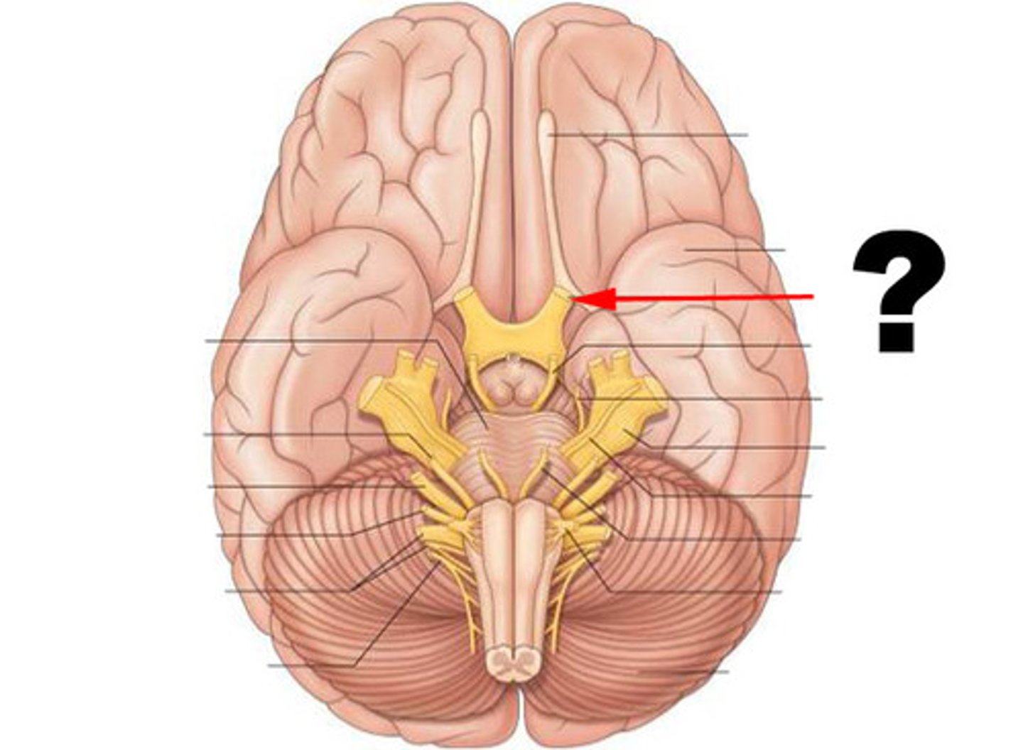 <p>function: purely sensory<br>testing: vision</p>