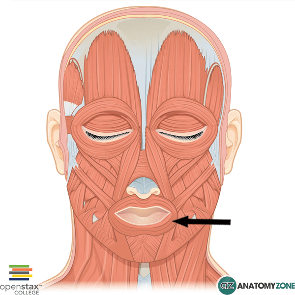 <p>muscle around the mouth </p>