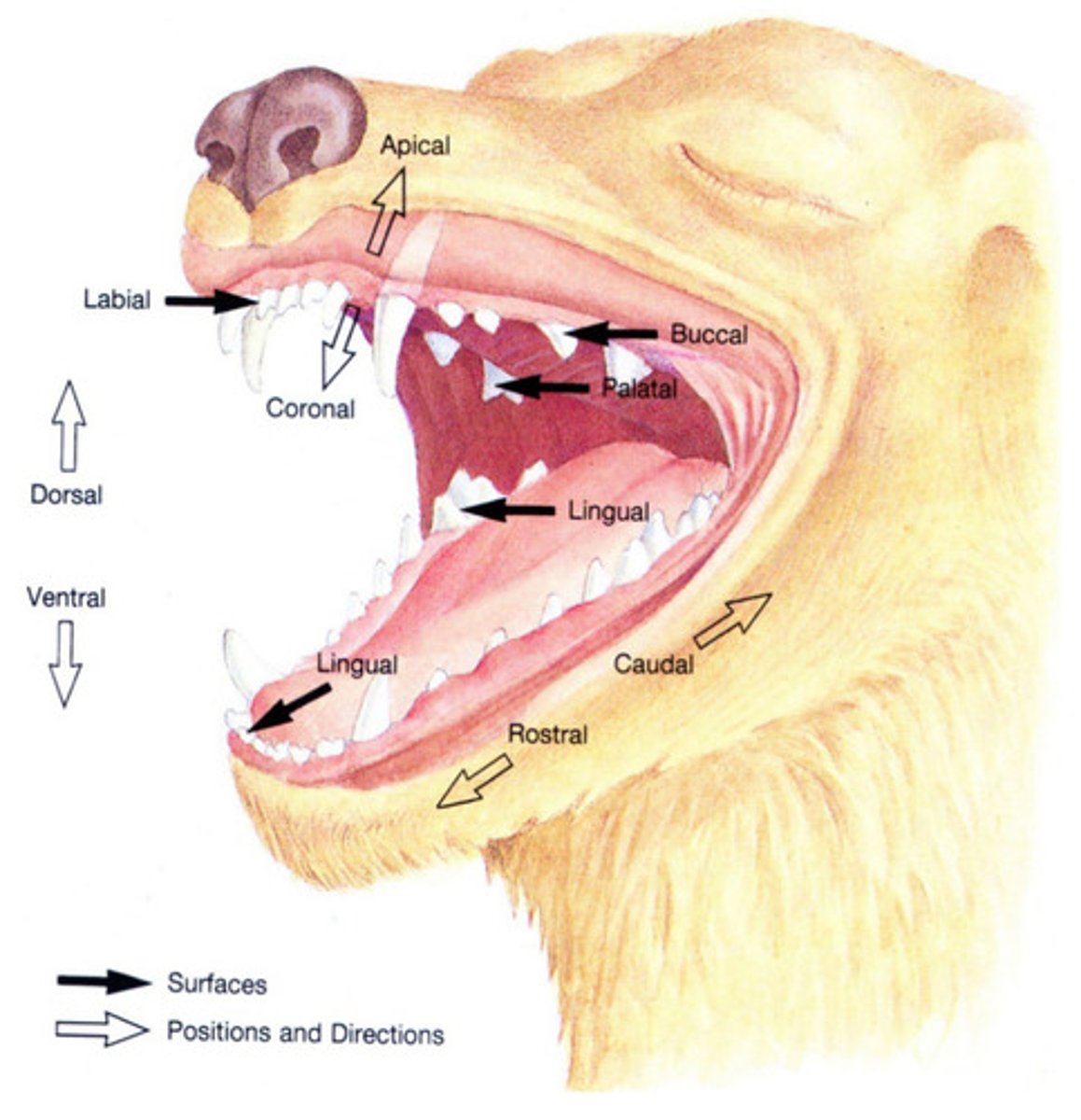 <p>Which term refers to a structure closer to, or a direction toward the tail?</p>
