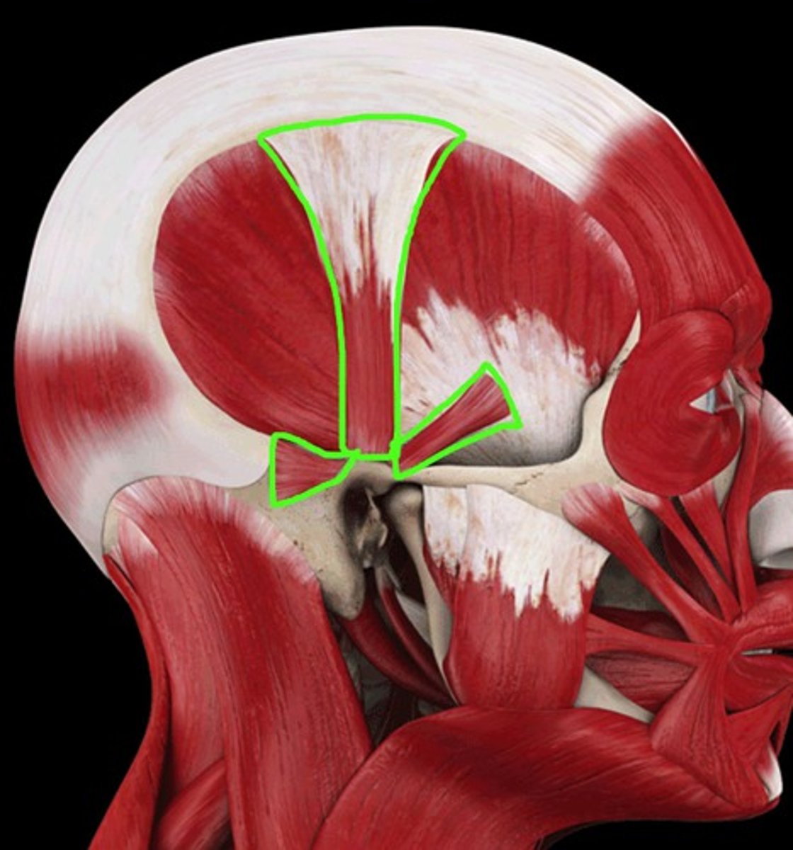 knowt flashcard image