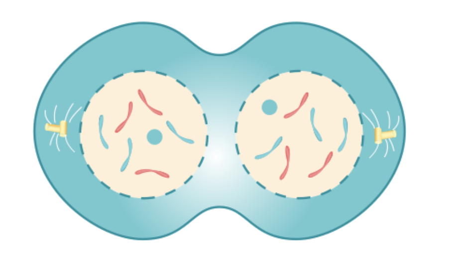 Which phase of mitosis is depicted below?

A. Prophase

B. Metaphase

C. Anaphase

D. Telophase
