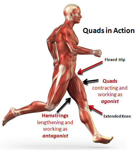 <p>Muscles that move in a specific manner are called AGONISTS (prime movers) whereas muscles that move opposite to the agonists are called ANTAGONISTS. Many muscles are paired in agonist – antagonist relations</p><p>(eg. Bicep and Tricep)</p>