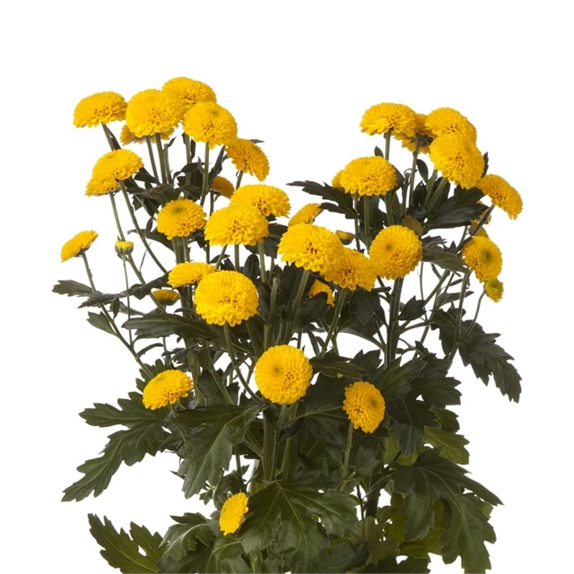 <p><em>Chrysanthemum</em></p>