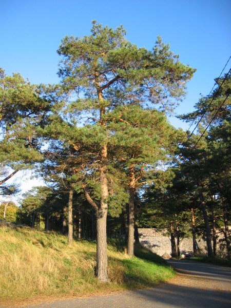 <p>Männyt</p>
