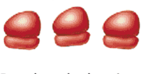 <p>Ribosomes</p>