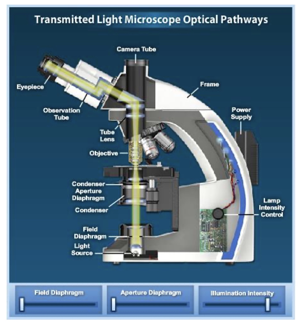 <p>The design of an optical microscope must ensure that the light rays are organized and precisely guided through the instrument. The lighting has to be absolutely straight. Mirror placed to bend the light (ergonomics).</p>