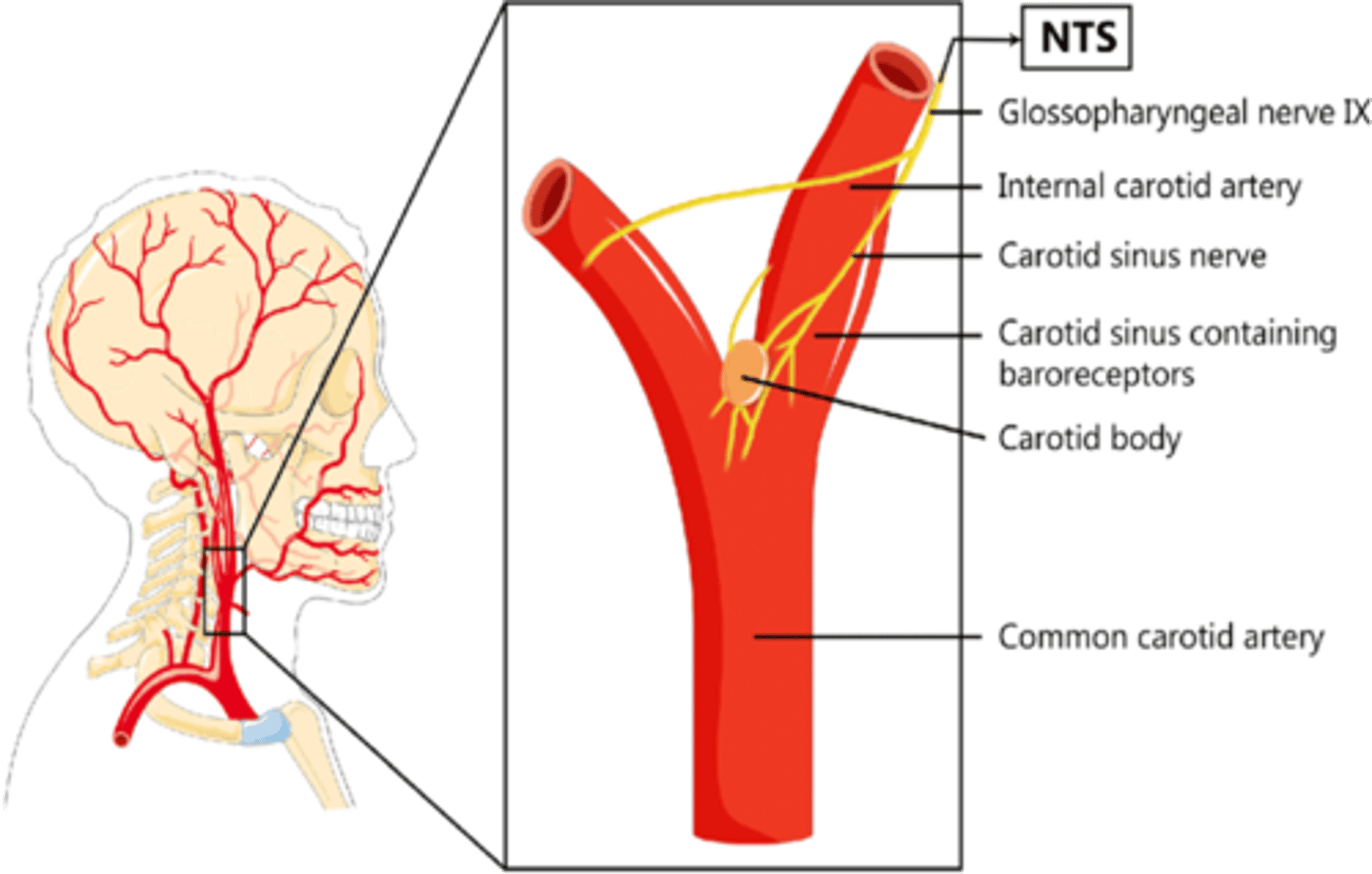 <p>Chemoreceptor</p>