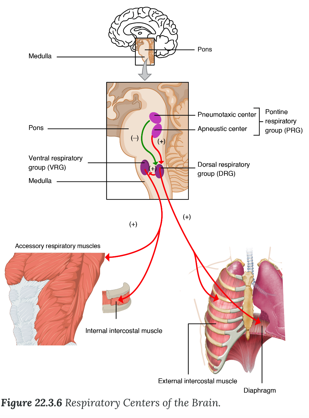 <p><strong>Ventilation Control Centers</strong></p><ul><li><p>The major brain centers involved in pulmonary ventilation are the medulla oblongata and the pontine respiratory group</p></li><li><p><strong>Medulla oblongata</strong></p><ul><li><p><strong>Dorsal respiratory group (DRG)</strong></p><ul><li><p>maintaining a _____ breathing rhythm by stimulating the _____ and intercostal muscles to contract, resulting in inspiration</p></li></ul></li><li><p><strong>Ventral respiratory group (VRG)</strong></p><ul><li><p>involved in _____ breathing</p></li><li><p>as the neurons in the VRG stimulate the _____ &amp; _____ intercostal muscles involved in forced breathing to contract, resulting in forced inspiration</p></li></ul></li></ul></li><li><p><strong>Pontine respiratory group</strong></p><ul><li><p>located within the ____</p></li><li><p>alter/modify the function of those at the level of the ______ depending on the situations</p><ul><li><p>integrates</p><ul><li><p>Chemoreceptors- e.g. pH</p></li><li><p>Thermoreceptors</p></li><li><p>Stretch receptors</p></li><li><p>Proprioceptors</p></li><li><p>Ex. signals from stretch receptors and proprioceptors modify breathing patterns</p></li></ul></li></ul></li></ul></li><li><p><strong>Apneustic center</strong></p><ul><li><p>double cluster of neuronal cell bodies that ______ neurons in the DRG</p></li><li><p>controlling the depth of inspiration, particularly for deep breathing</p></li></ul></li><li><p><strong>Pneumotaxic center</strong></p><ul><li><p>network of neurons that ______ the activity of neurons in the DRG</p></li><li><p>allowing relaxation after inspiration, and thus controlling the overall rate.</p></li></ul></li></ul>