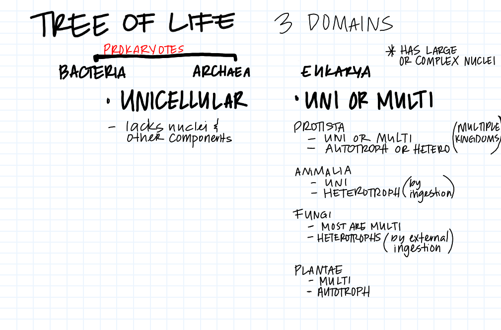 <p>Tree of Life</p>