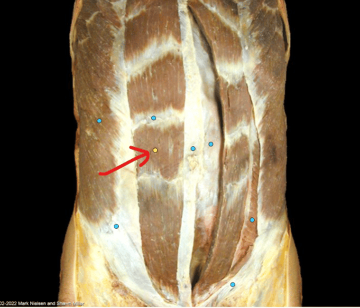 knowt flashcard image