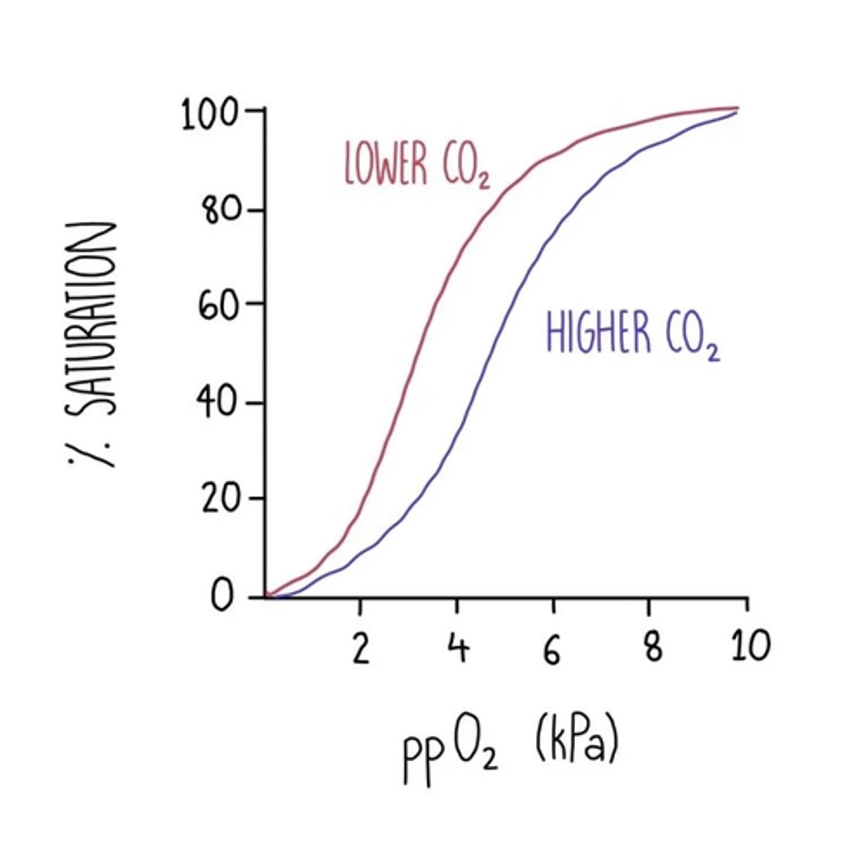 <p>- Increased CO₂ levels, for example during high respiration rates, lower blood pH, making it more acidic.</p><p>- This reduces haemoglobin's affinity for oxygen as its shape changes slightly.</p><p>- As a result, oxygen is unloaded more readily and more quickly to respiring tissues at a given partial pressure of oxygen.</p>