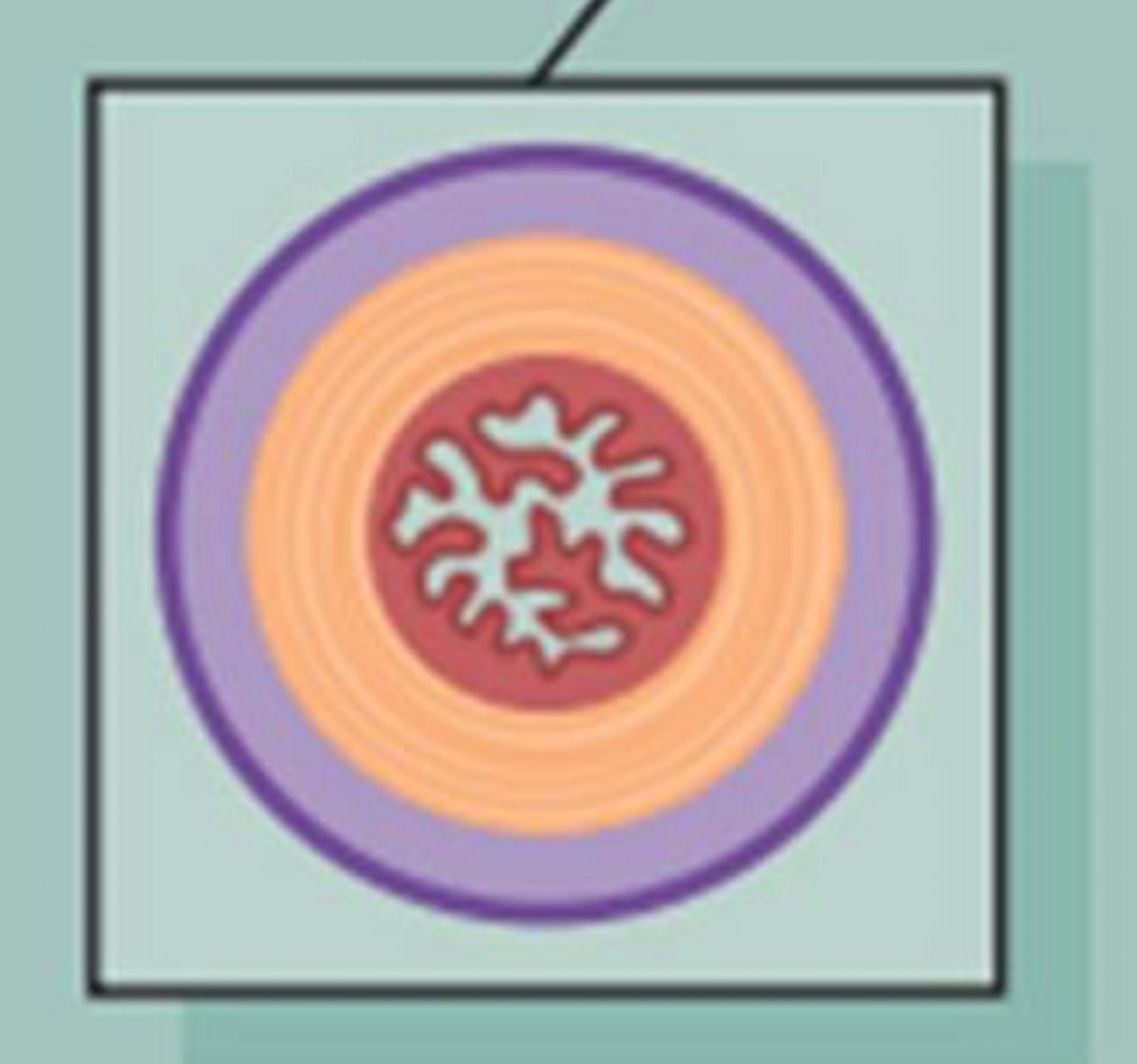 <p>this cross section of the oviduct would be found in the ______</p>
