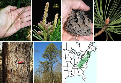 Blade: large stiff needles, in groups of three per fascial
Reproductive: "squished" cone, brown, pokey ends
Bark: larger "rectangular-ish" plates, reddish brown