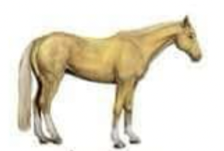 <p>What color is this?</p>