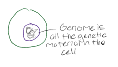 <p>All the genetic material in the cell</p>